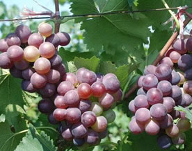 吃完葡萄后注意什么？